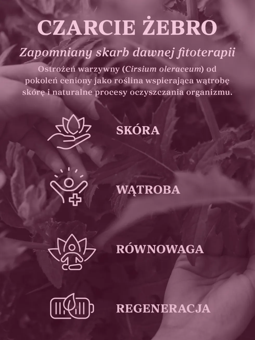 Czarcie żebro (ostrożeń warzywny) ziele