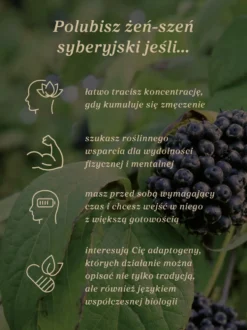Żeń-szeń syberyjski kapsułki x 400 mg