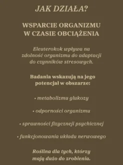 Żeń-szeń syberyjski nalewka 1:1