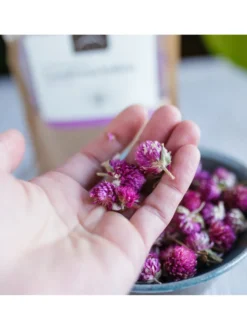 Gomfrena kwiat