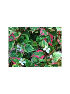Houttuynia cordata ziele