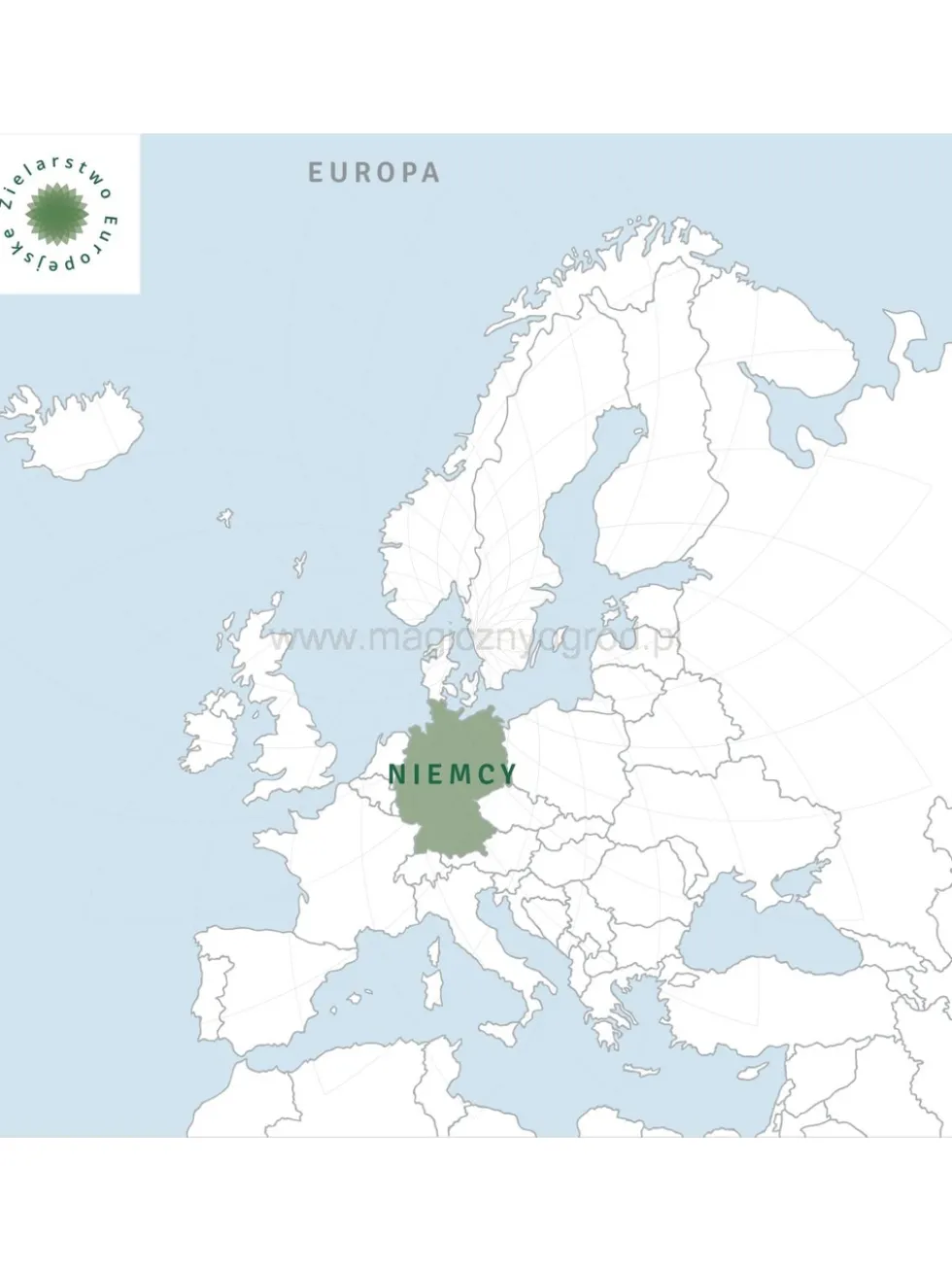Jeżówka wąskolistna korzeń