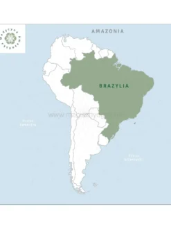 Kawa zielona brazylijska SANTOS