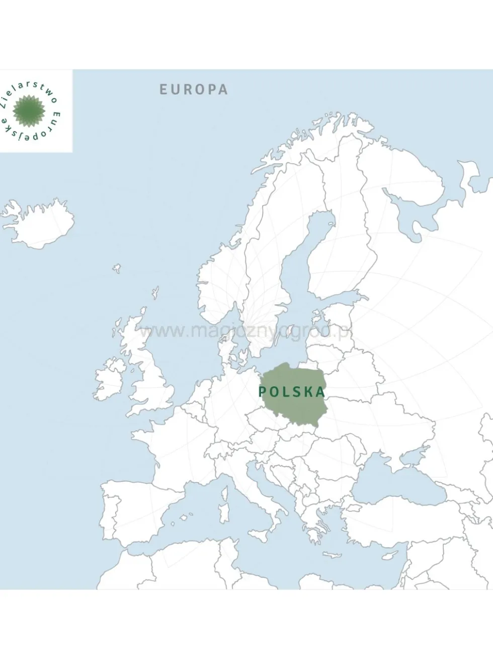 Mięta wodna