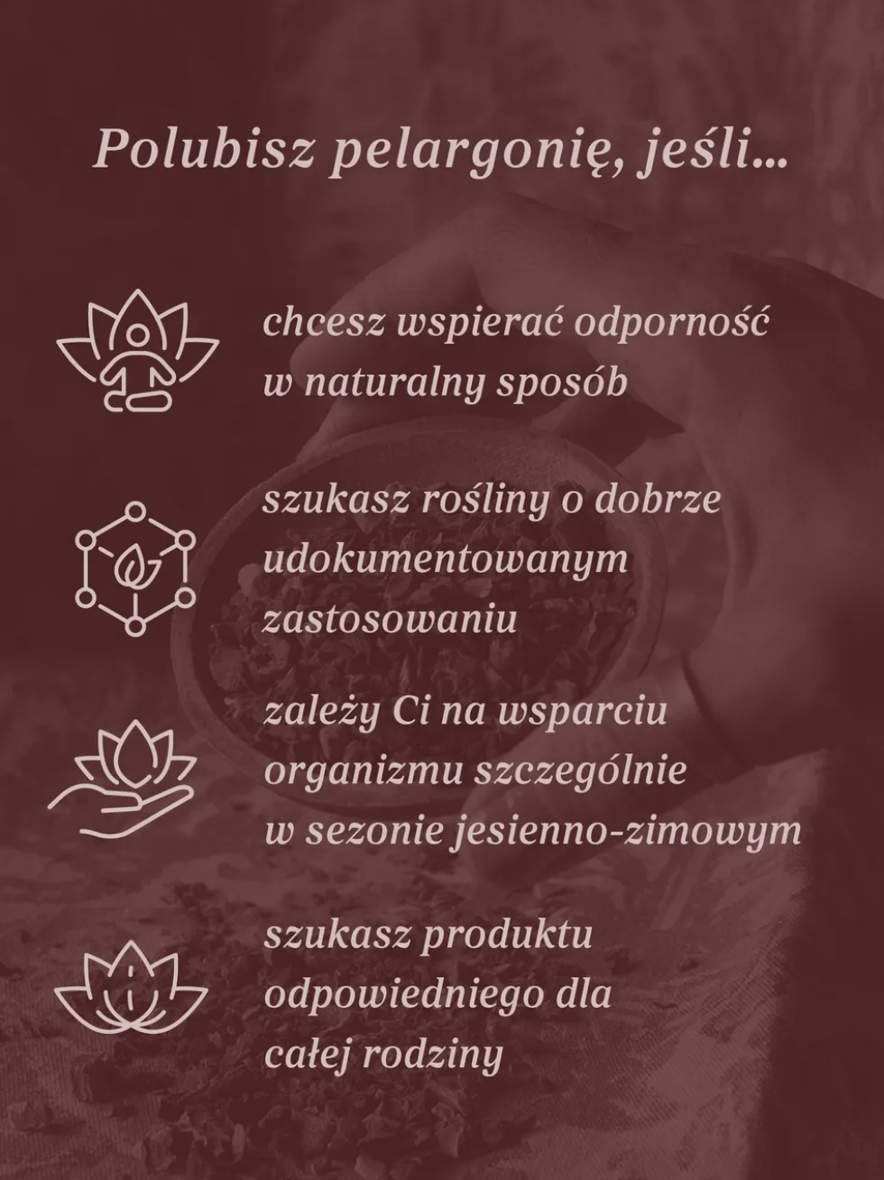 Pelargonia afrykańska wyciąg ziołowy 1:5