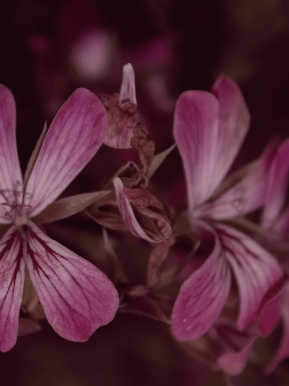 Pelargonia afrykańska wyciąg ziołowy 1:5