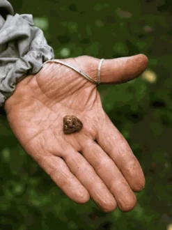Propolis surowy