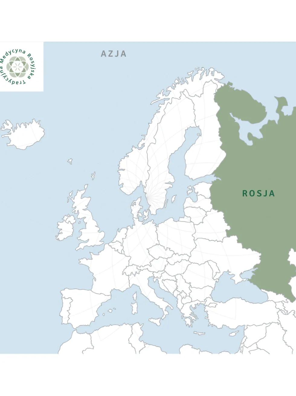 Różeniec górski korzeń