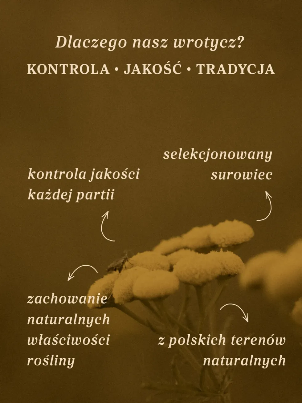 Wrotycz kwiat dziko rosnący