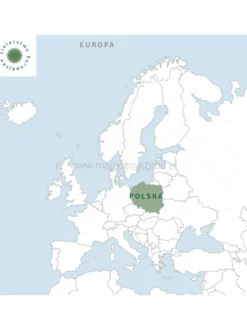 Złocień maruna